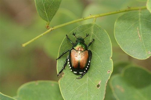 Coleottero scarabeide del Giappone (Popillia japonica Newman)