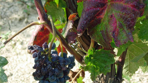 Flavescenza dorata della vite