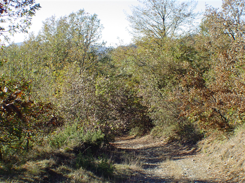 Interventi di sistemazione idrogeologica nella Riserva Naturale del Bosco del Vaj